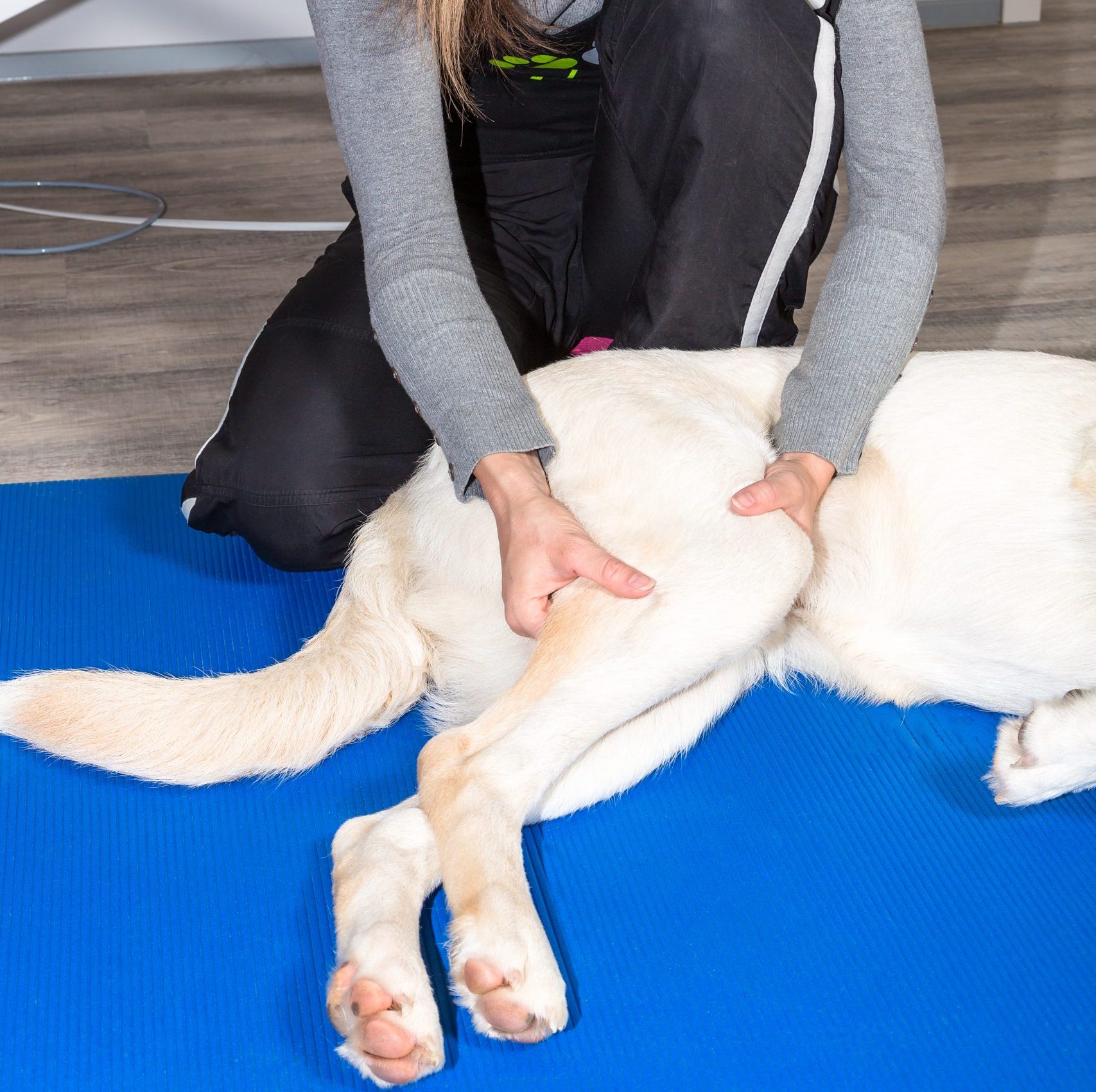 cinestesia-fisioterapia-veterinaria-malaga